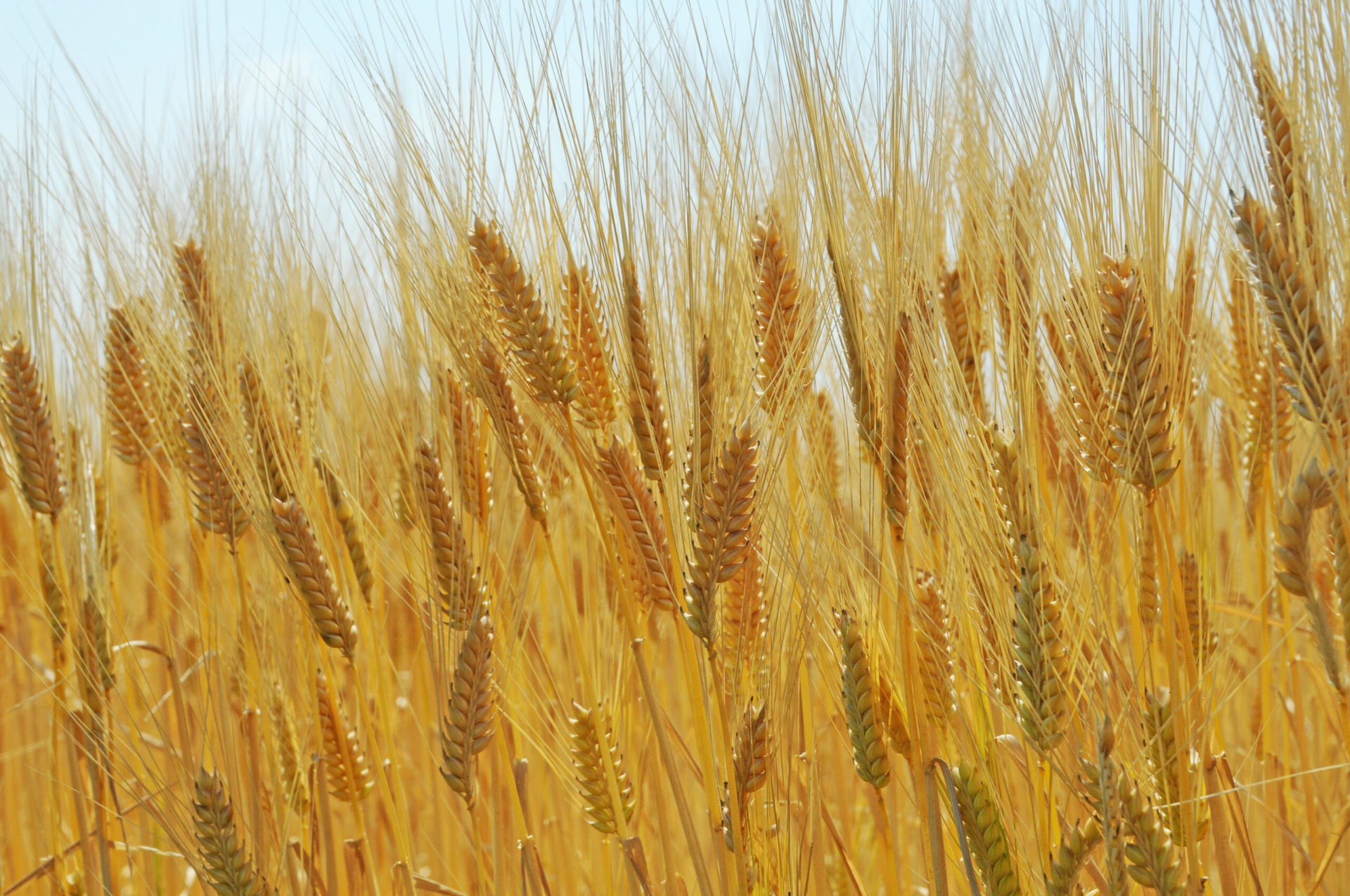 はだか麦と大麦との違いは？効能やおすすめの食べ方を徹底解説